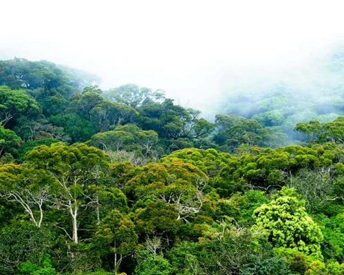 Sinharaja Rainforest Trek Galle