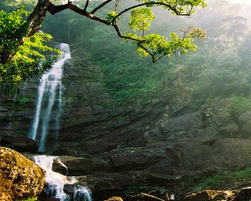 Sinharaja Rainforest Trek
