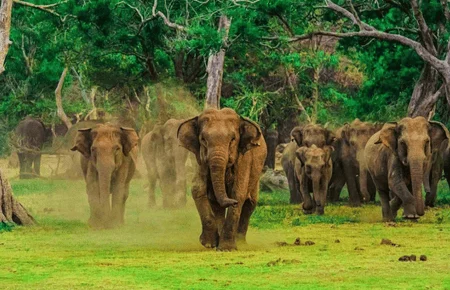 udawalawa elephant 2