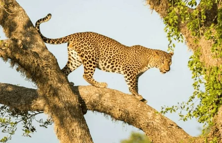 Yala Leopard Safari from Mirissa