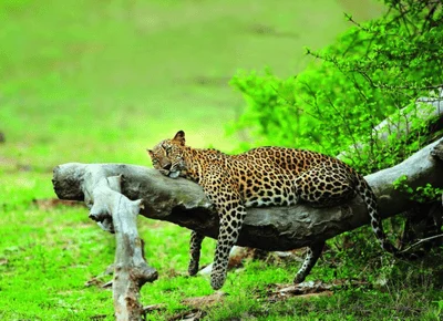 Yala Leopard Safari from Mirissa