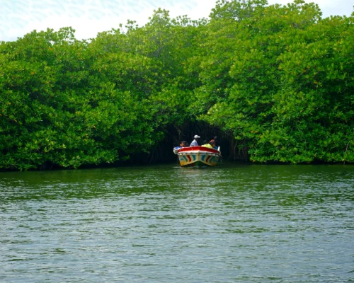 Madu River Boat Safari