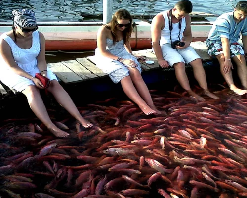 Madu River Boat Safari