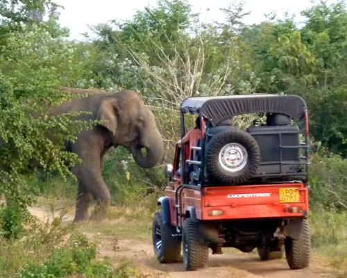 Udawalawe Safari from Galle