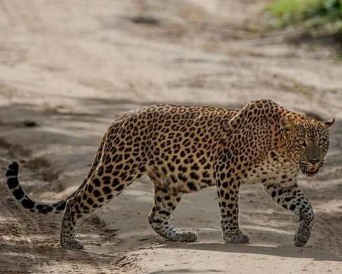 Udawalawe Safari from Galle