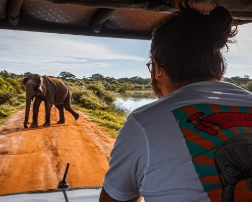 Yala Safari from Galle