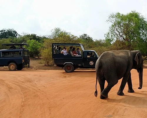 Yala Safari from Galle