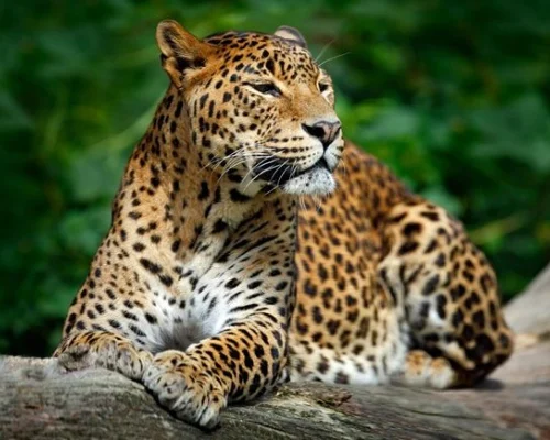 Yala Safari from Galle