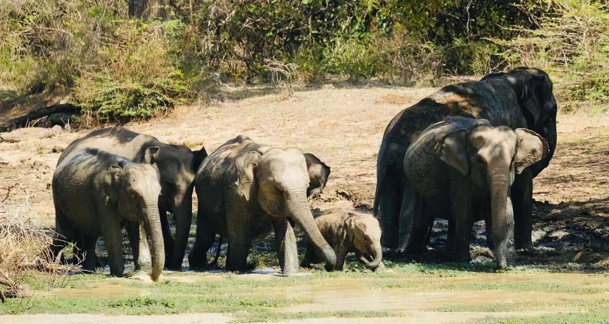 Udawalawe Safari Elephants