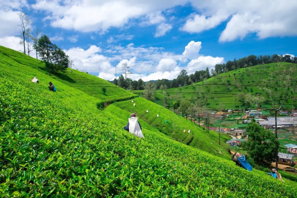 Why the Colombo/Kandy to Ambewela Route is Trending