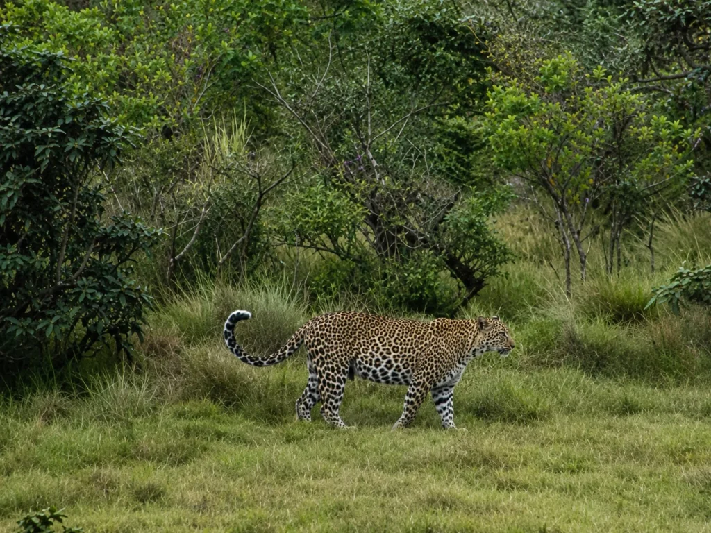 Where to See Leopards in Sri Lanka