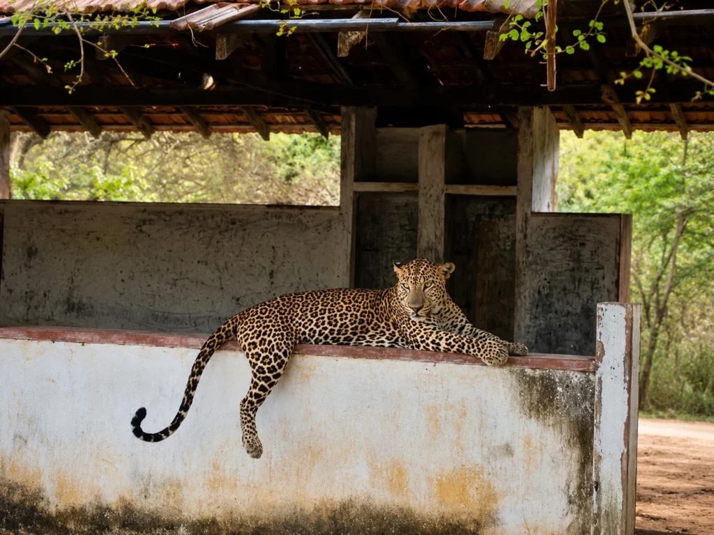 Where to see leopards in Sri Lanka