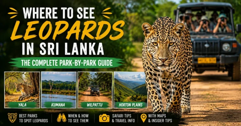 Where to See Leopards in Sri Lanka — The Complete Park-by-Park Guide