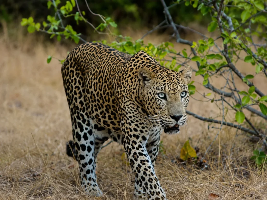 Where to See Leopards in Sri Lanka