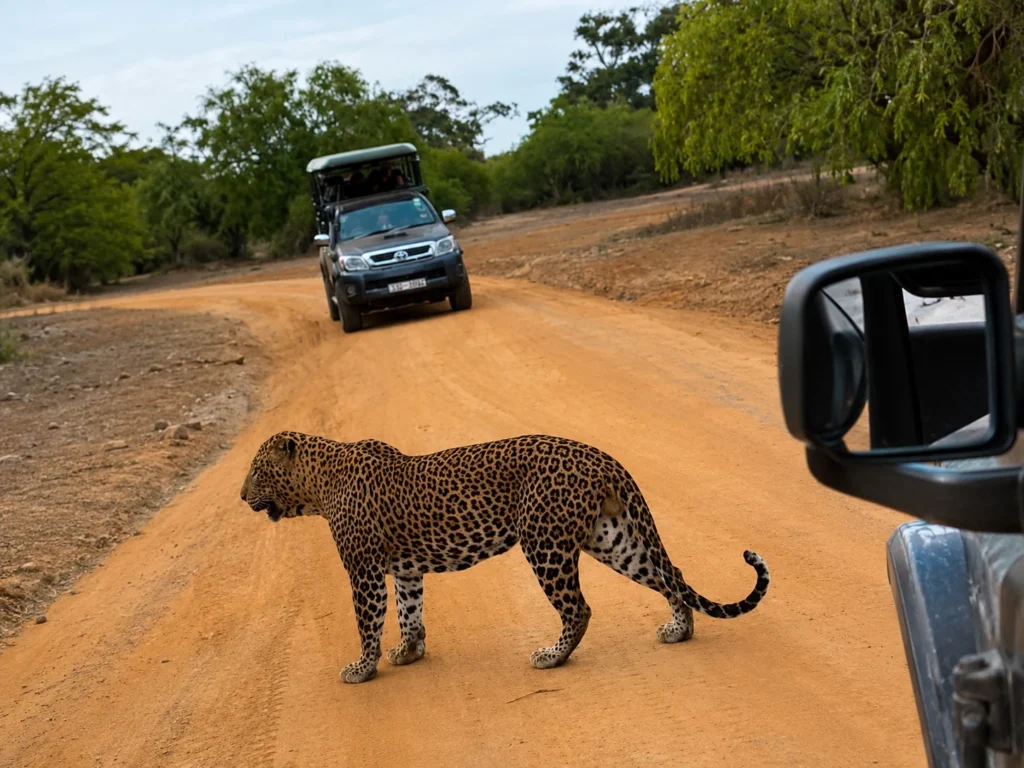 Where to see leopards in Sri Lanka