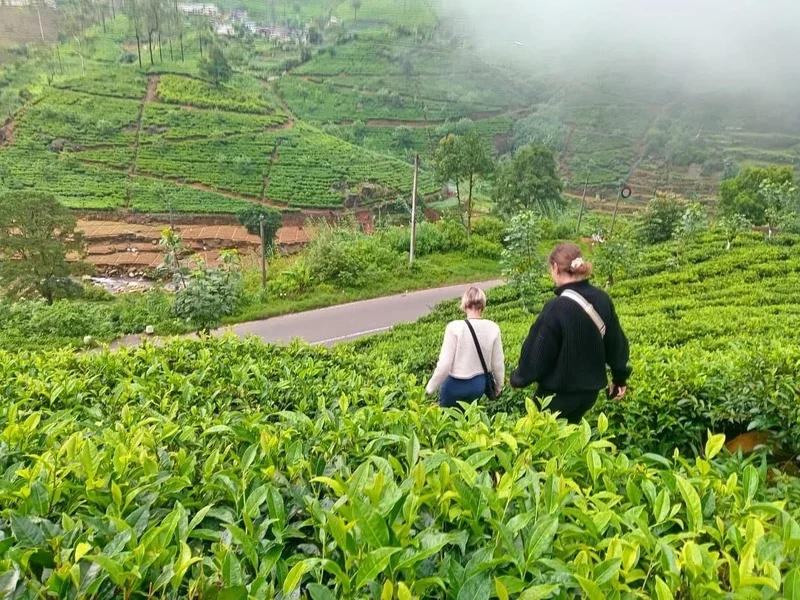 Tea Garden Nuwara Eliya