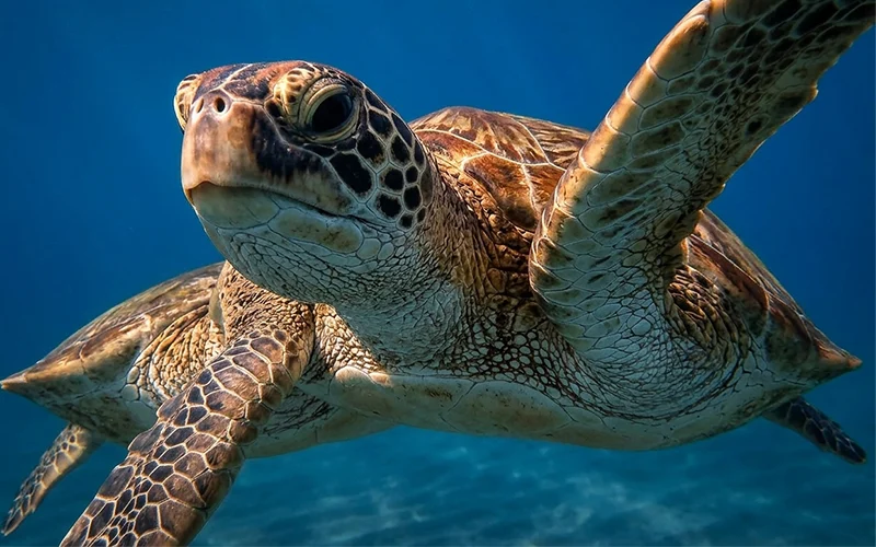 Close-up of a sea turtle swimming near the reef during a turtle watching tour off Mirissa, Sri Lanka