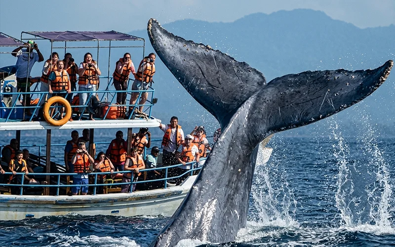 Blue whale surfacing close to a whale watching boat off Mirissa on Sri Lanka's southern coast
