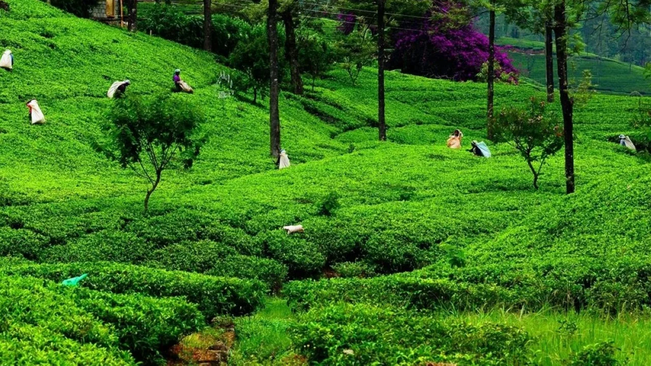 Tea pickers walking through a lush green tea plantation in the hill country above Galle, Sri Lanka